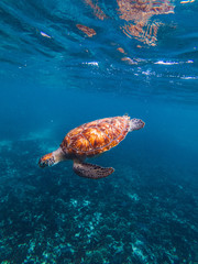 turtle underwater