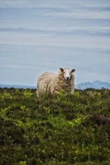 Schaf in Schottland auf der Wiese