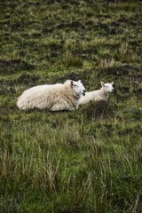 Mutter und junges Schaf in Schottland