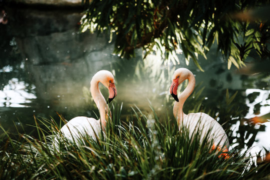 Flamingo