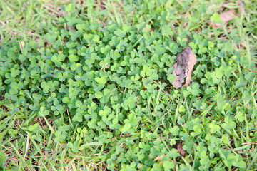 clustered clover