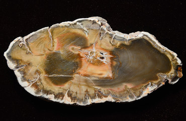 Petrified wood: a slice of the ancient petrified trunk; the polished plate 55*113 mm, naturally colored in its thickness. Natural artwork in form of the glossy petrifaction