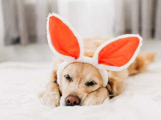 dogs wearing easter bunny ears