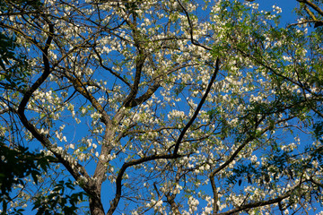 Branches with beautiful white clusters of acacia lit by the sun against a clear blue sky