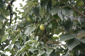 a green persimmon on a tree