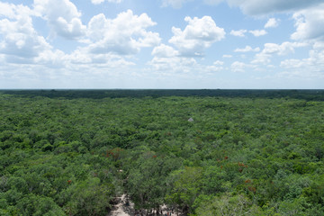 Panoramic view of the jungle of Mexico