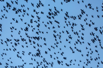 A large flock of birds flies against the evening sky.