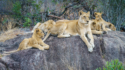 Naklejka premium lions posing on a rock in kruger national park, mpumalanga, south africa 27