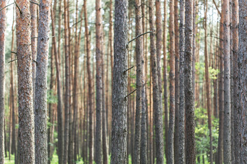 Pine forest tree trunks in summer day as beautiful natural textured background. Thick coniferous forest, pine trunks background. Beautiful landscape of pine forest in summer day. Nature Wallpaper. 