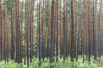 Fototapeta premium Pine forest tree trunks in summer day as beautiful natural textured background. Thick coniferous forest, pine trunks background. Beautiful landscape of pine forest in summer day. Nature Wallpaper. 