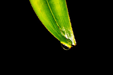 leaf water droplet