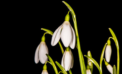 snowdrops