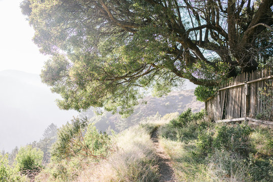 Scenic hiking trail into the redwood forest