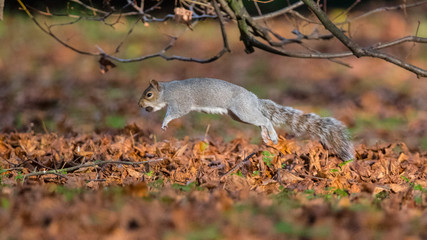 jumping squirrel