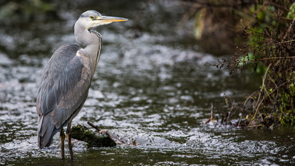 heron