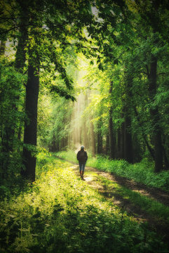 Woman In The Forest. Man Walks In The Woods. Spring Fog