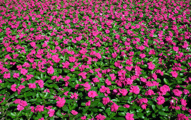 Fototapeta premium background of pink color flowers, top view