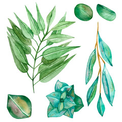 Watercolor hand painted nature different plants set with green eucalyptus branches and succulent leaves isolated on the white background for trendy design elements, invitations and greeting cards