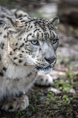 Naklejka na ściany i meble snow leopard
