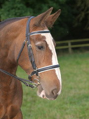 Obraz premium Show Horse Headshot