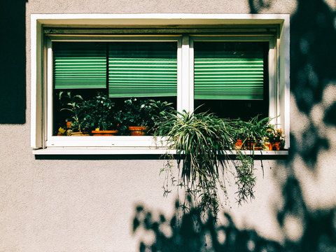 Green Window Plants on Sunny Summer Day
