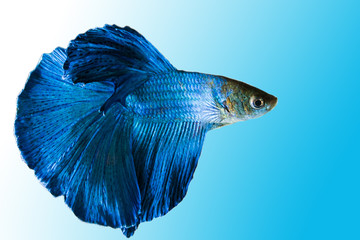 Siamese Fighting Fish, Shot-finned Siamese Fighting Fish on background with clipping path
