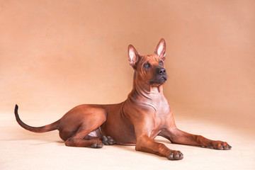 red dog Thai ridgeback breed lies on a red background