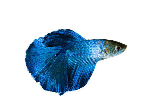 recommend clip art: Siamese Fighting Fish, Shot-finned Siamese Fighting Fish on white background with clipping path
