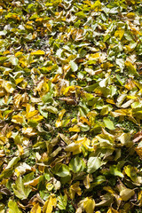 Autum leaf in the ground