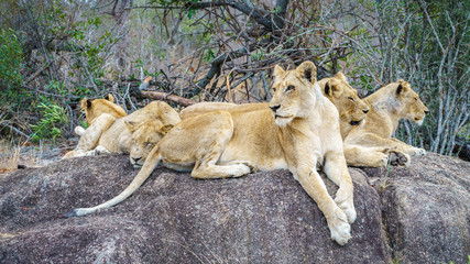 lions posing on a rock in kruger national park, mpumalanga, south africa 42