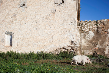 Pig farm in the wildness