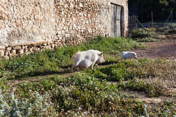 Pig farm in the wildness