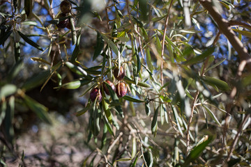 Olive trees with olives in countryside