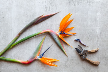 Flowers on light background