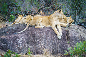 lions posing on a rock in kruger national park, mpumalanga, south africa 53