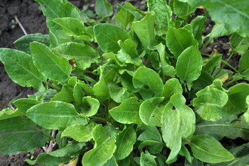 In the open ground in the garden grows sorrel.