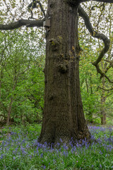 Single tree in the middle of Bluebell meadow in the forest