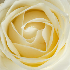 Closeup view of a white rose