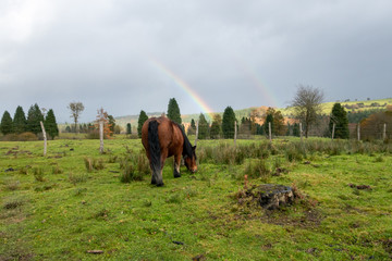 Naklejka premium Regenbogenpferd