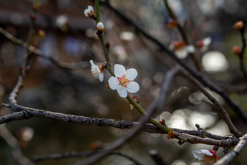 Single white plum flower and branches