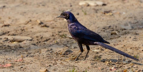 Meve's (Longtailed) Starling in the Kavango Region of Namibia