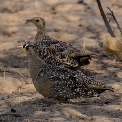 Double-Banded Sandgrouse in the Kavango Region of Namibia