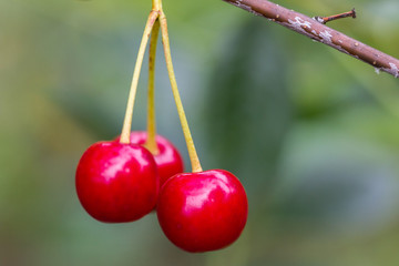 ripe berries of a cherry hang on a branch