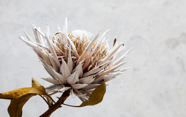 Withered, dried flower, botanical still-life