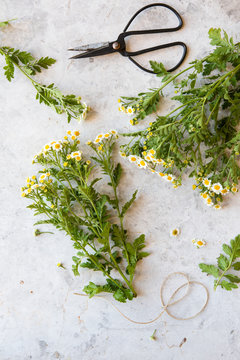 Feverfew