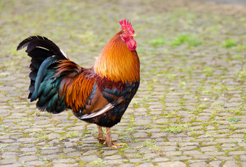 Domestic rooster colorful natural habitat organic