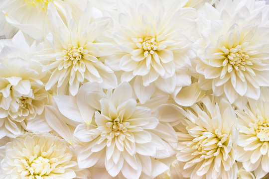 White dahlia flowers