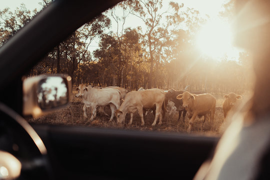 Farm life
