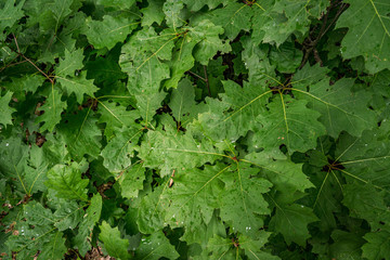 green leaves background