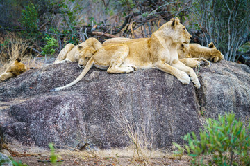 lions posing on a rock in kruger national park, mpumalanga, south africa 90